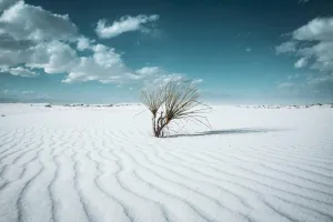 Desert Photography Print (Not Framed) Picture of Yucca Plant in Sand Dunes at White Sands National Park New Mexico Retro Cool Wall Art Southwestern Decor (20" x 30")