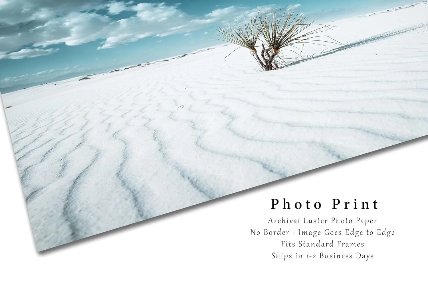 Desert Photography Print (Not Framed) Picture of Yucca Plant in Sand Dunes at White Sands National Park New Mexico Retro Cool Wall Art Southwestern Decor (20" x 30")