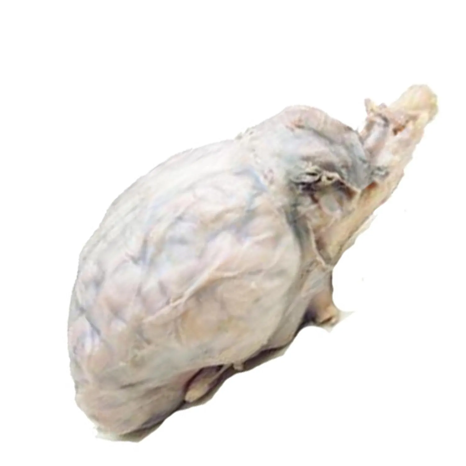 Preserved Sheep Brain Specimen for Dissection, Without Hypophysis, Vacuum Pack of 1, Made by Anatomy Lab