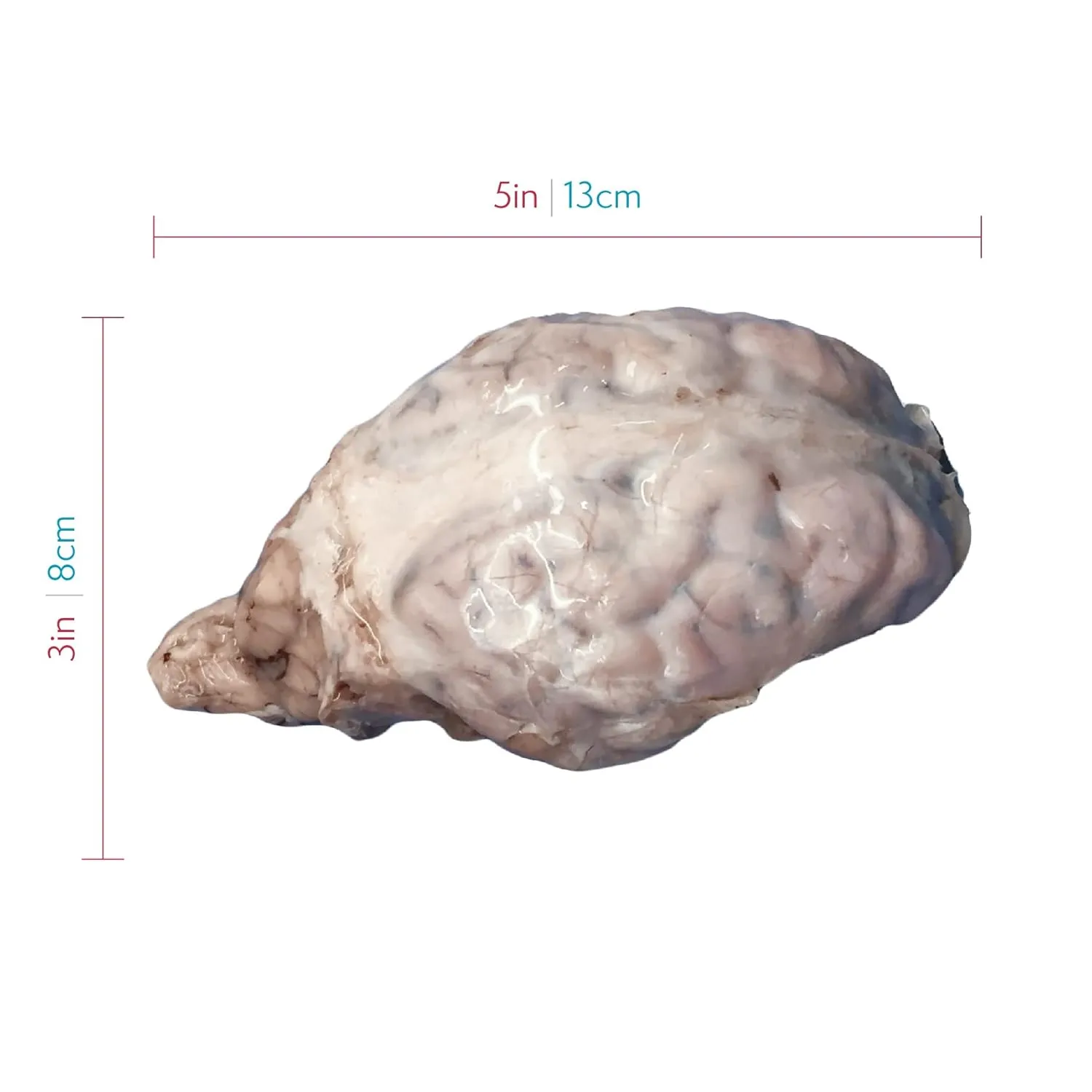 Preserved Sheep Brain Specimen for Dissection, Without Hypophysis, Vacuum Pack of 1, Made by Anatomy Lab
